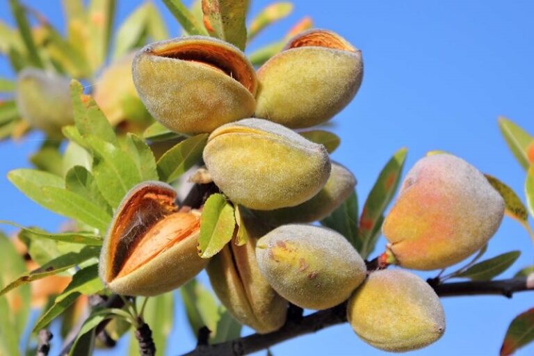 Almonds tree