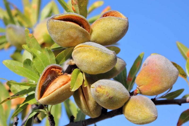 Almonds tree
