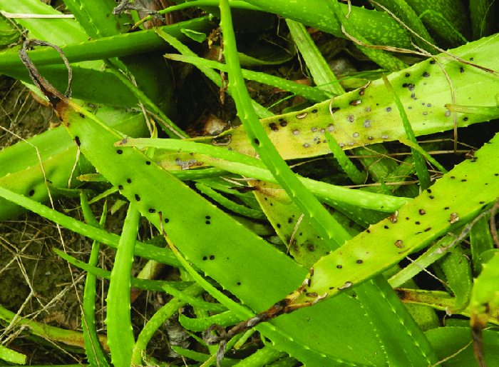 Aloe Vera Plant diseases and pests