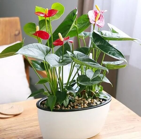 Anthurium Care
