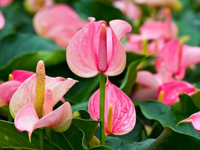 Anthurium Flower