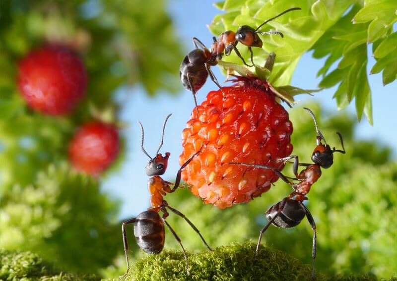 Ants in the garden