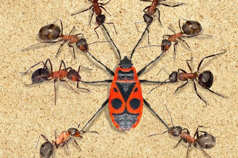 Ants in the house
