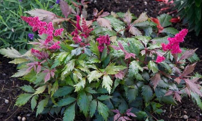 Astilbe diseases and pests