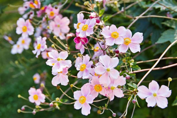 Autumn anemones (Anemone hupehensis)