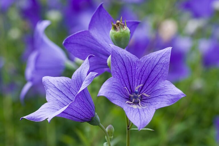 Balloon flower