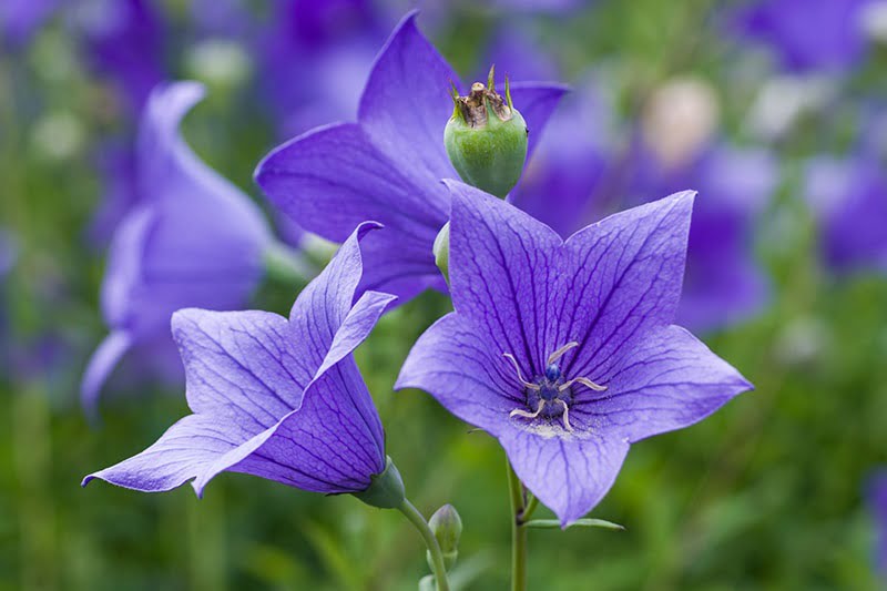 Balloon flower