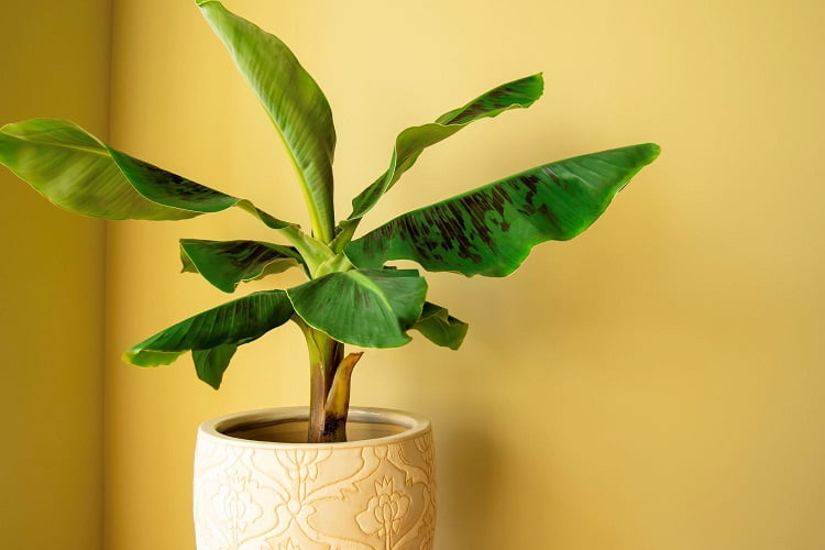 Banana as a houseplant