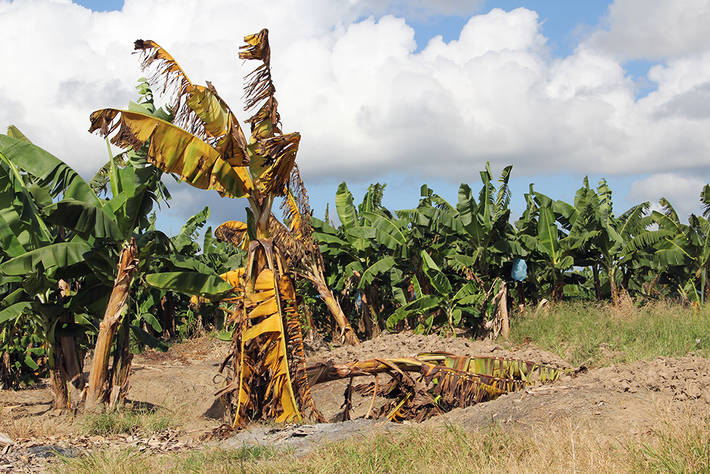 Banana plant diseases and pests