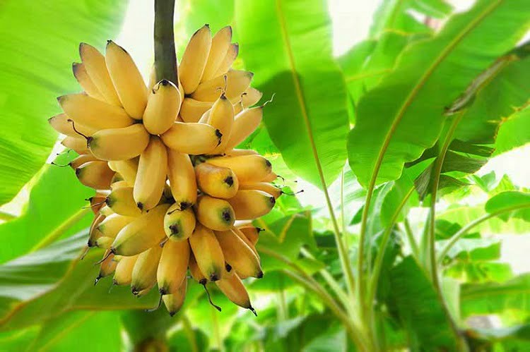 Banana plant