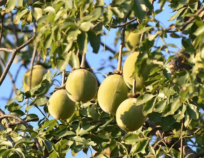 Baobab tree – uses of wild species and houseplants