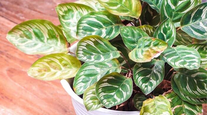 Basket Plant (Calathea) Diseases and pests