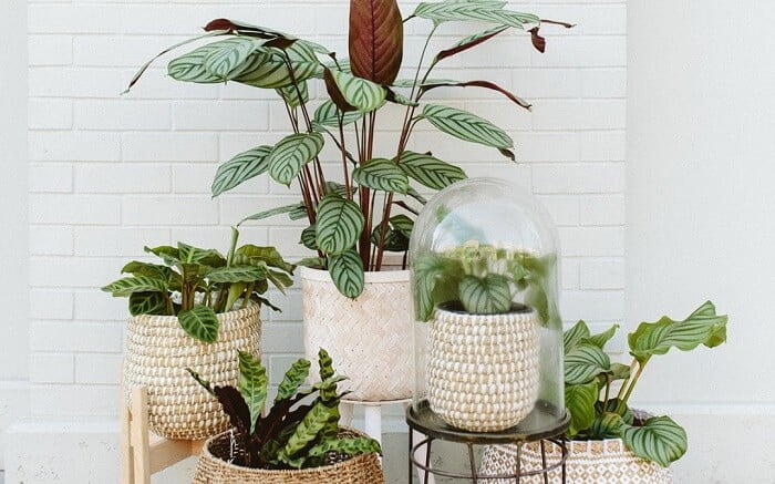 Basket Plant (Calathea) Repotting