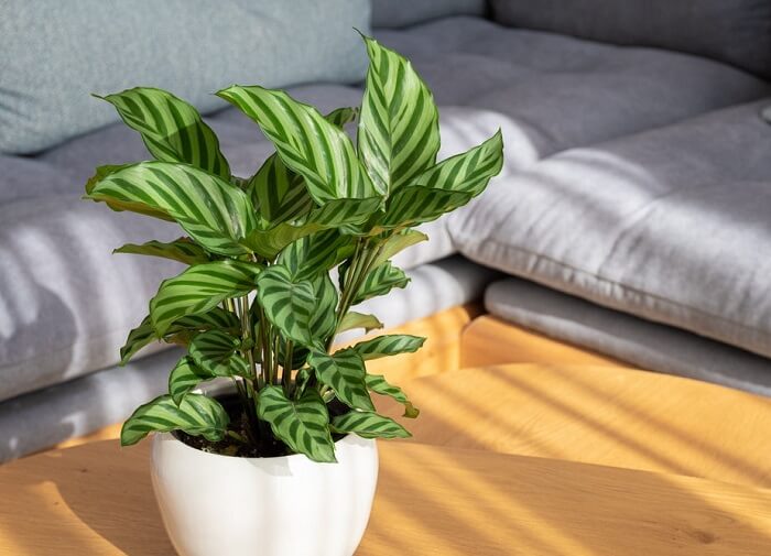 Basket Plant (Calathea)