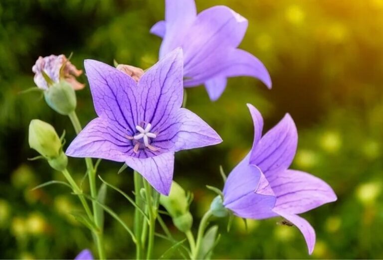 Bellflower