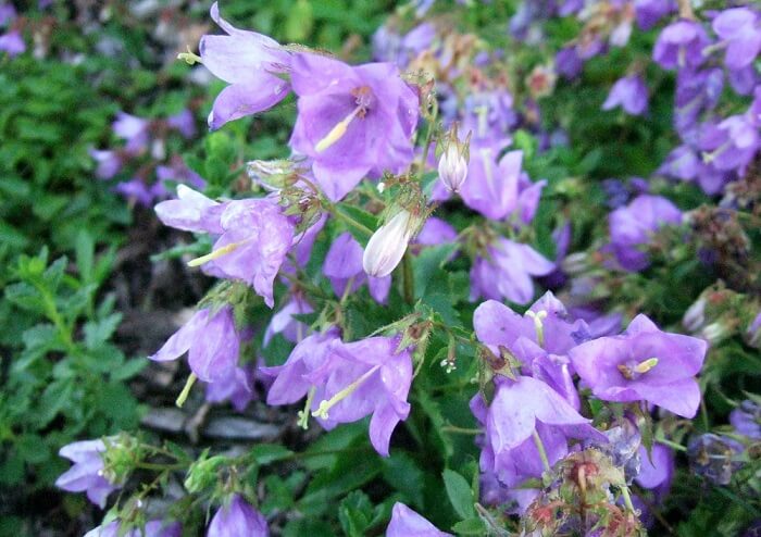 Bellflower plant diseases