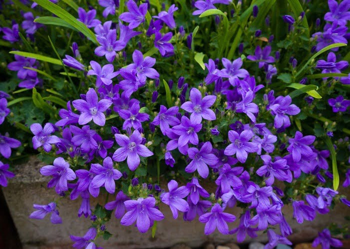 Bellflower plant