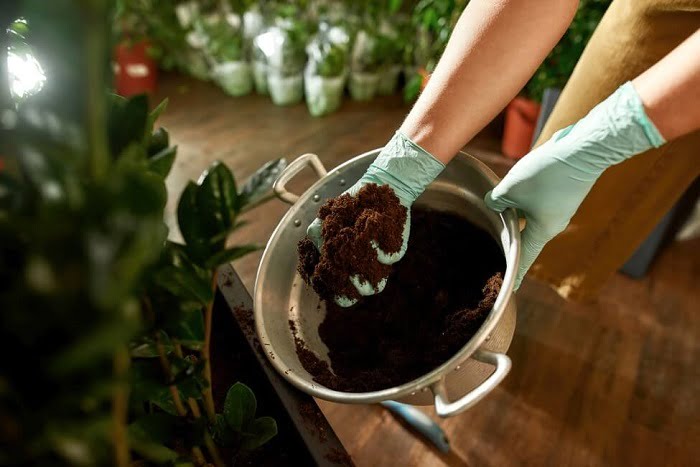 Best soil for rubber trees