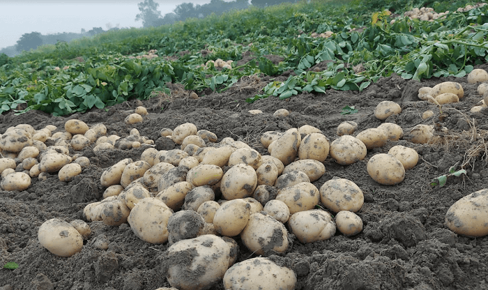 Big potato harvest