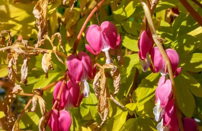 Bleeding heart plant Diseases and pests