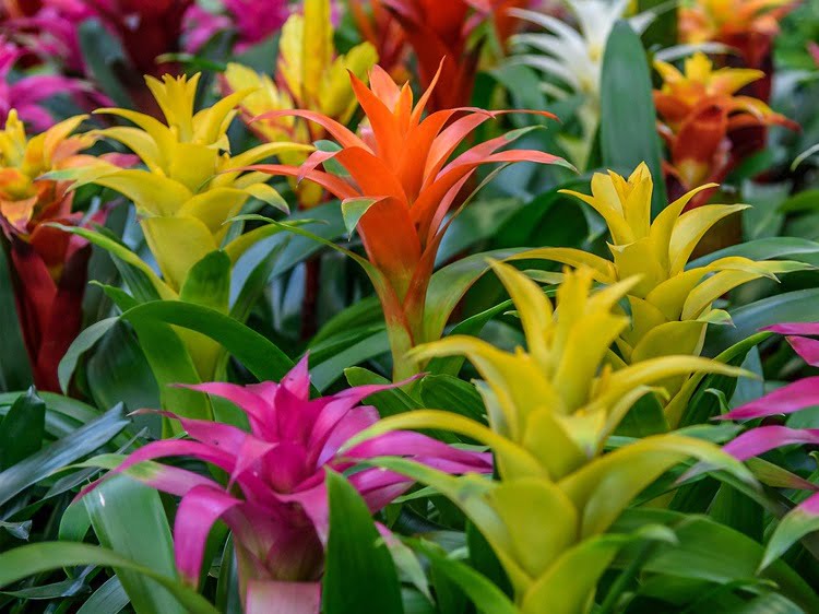 Bromeliads