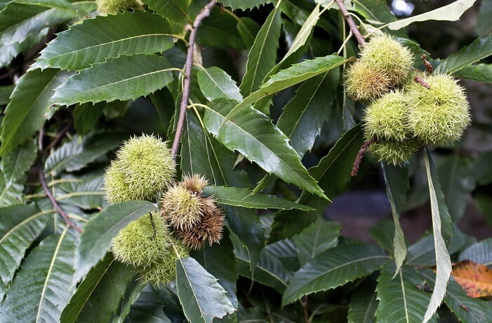 Care of Chestnut Plant