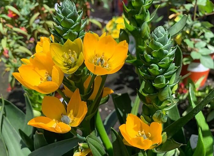 Care of ornithogalum dubium
