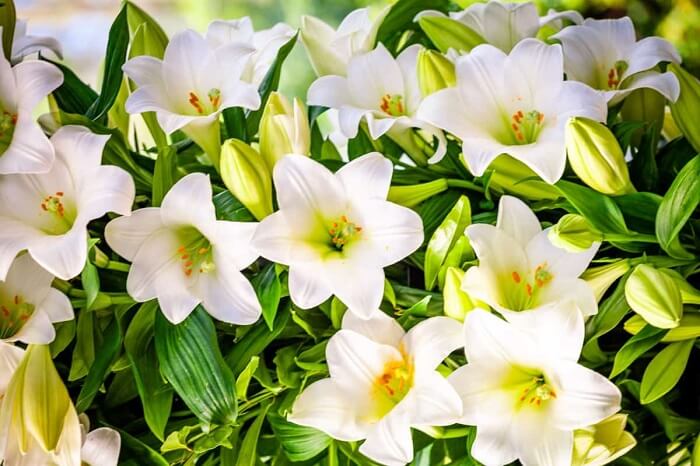 Care of the green lily