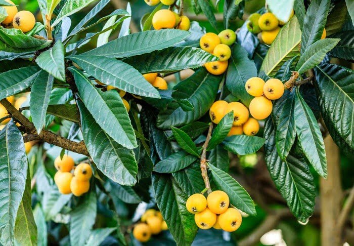 Care of the red robin loquat