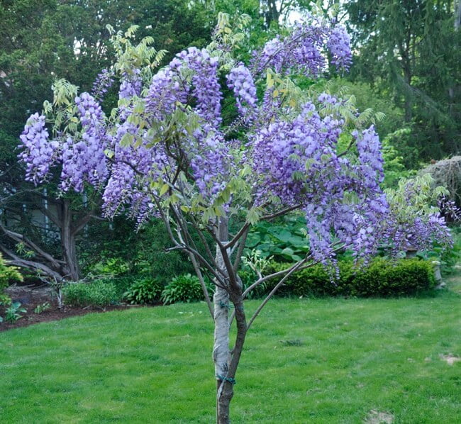 Care of wisteria