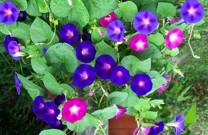 Care over the summer with morning glory