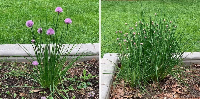 Caring chives in the garden