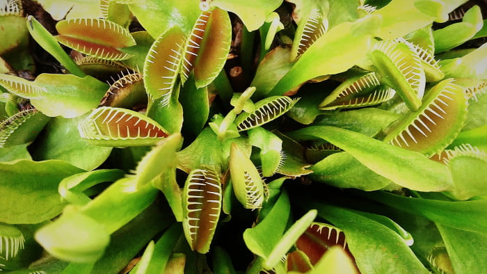 Caring for carnivorous plant