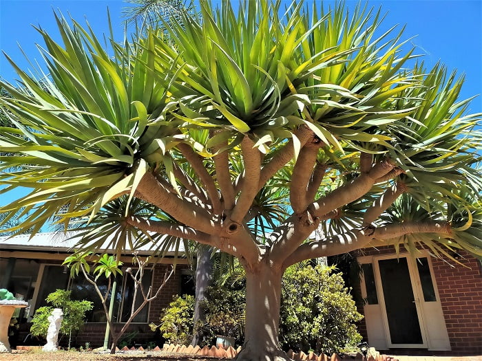Caring for dragon tree