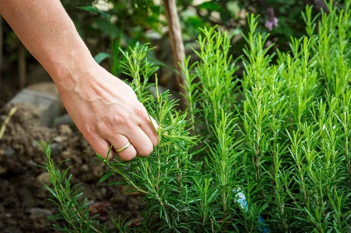 Caring for rosemary in the garden