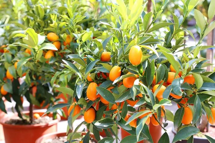 Caring for the kumquats