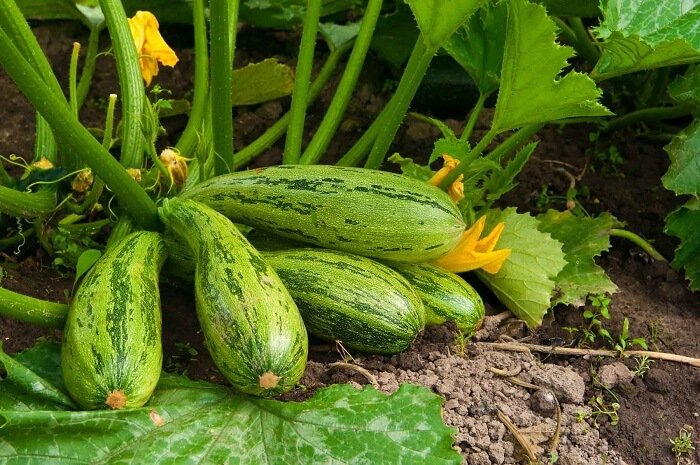 Caring for the zucchini plants