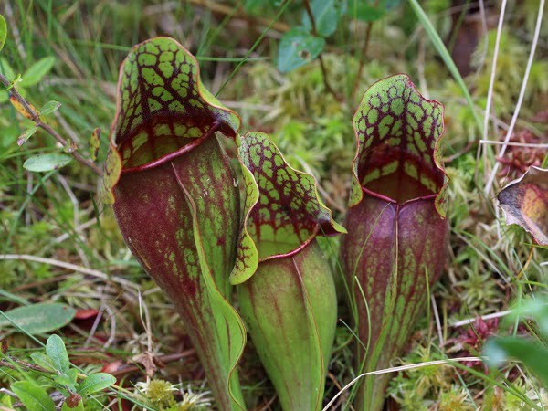 Carnivorous Plant