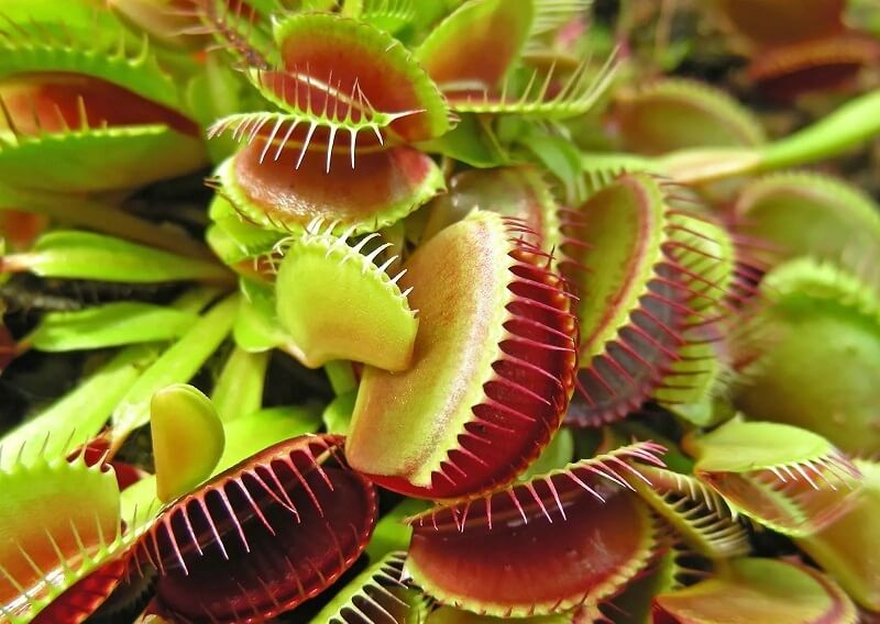 Carnivorous Plant