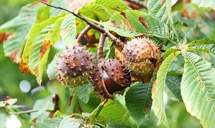 Chestnut Plants