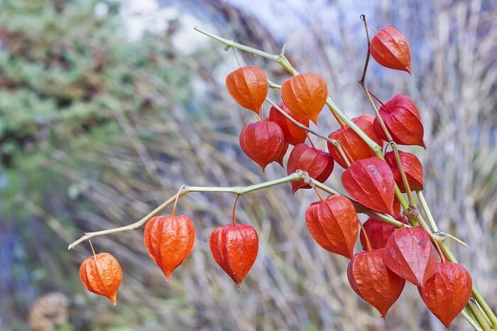 Chinese lantern flowers