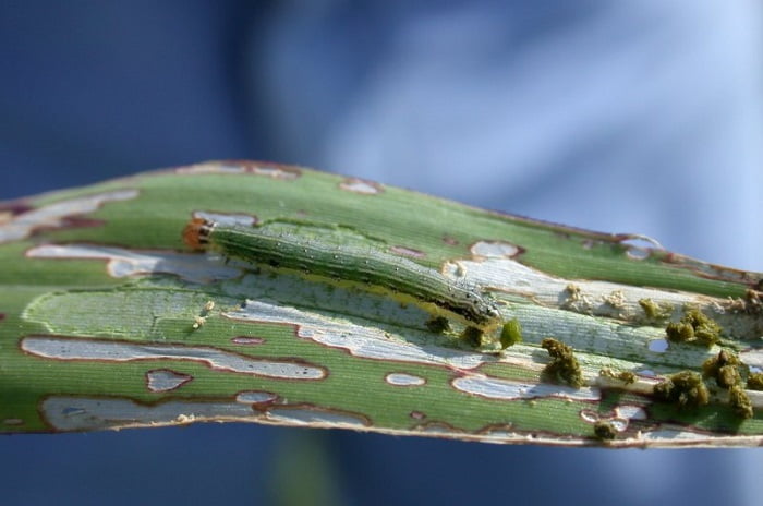 Chinese reed plant Diseases and pests