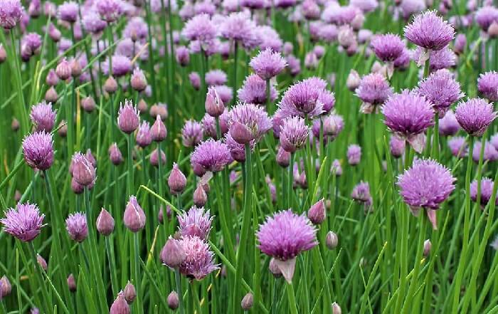 Chives for a plant