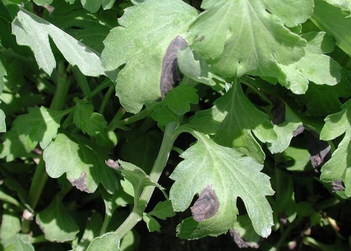 Chrysanthemums Diseases and pests