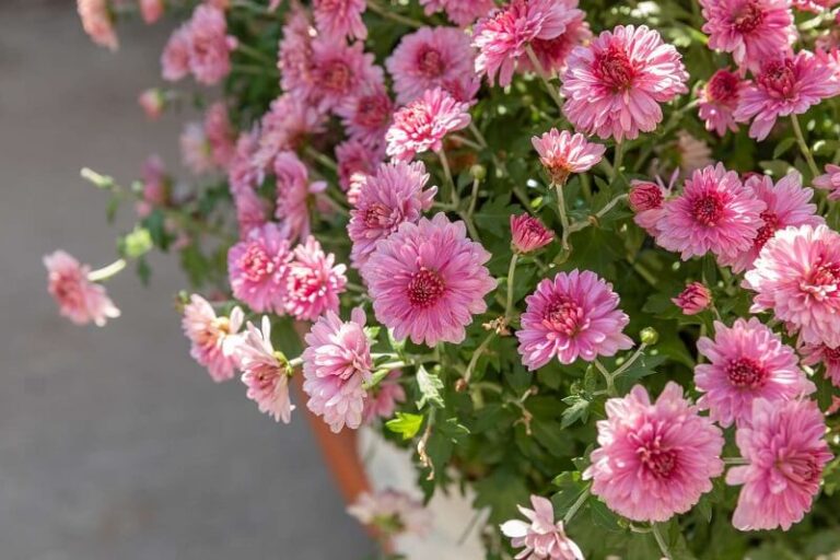 Chrysanthemums Flower