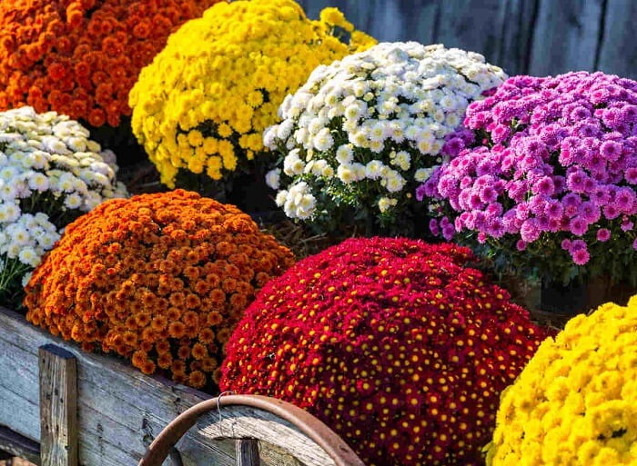 Chrysanthemums beautiful varieties