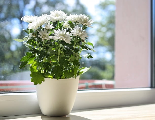 Chrysanthemums plant