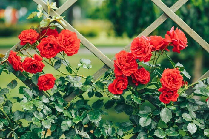 Climbing roses