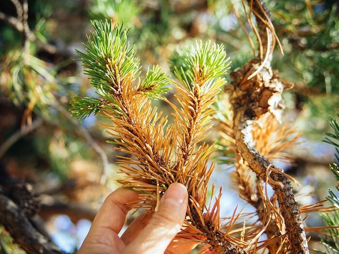 Conifers Diseases and pests
