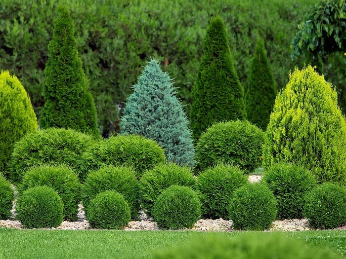 Conifers plant care